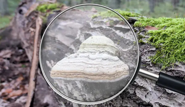 Zunderschwamm | Erfahre alles über die Superkraft des Waldes